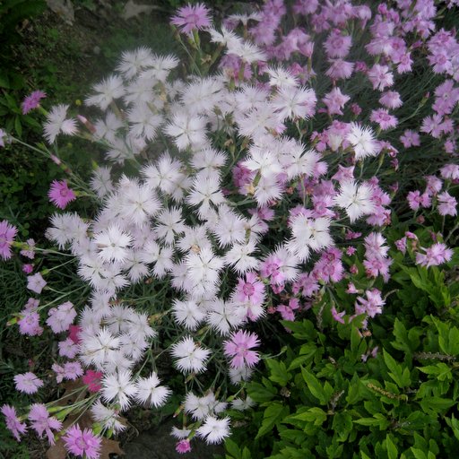 Dianthus subacaulis